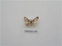 藏品(尺蛾141)的圖片